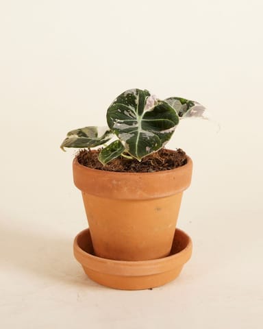 Baby Alocasia Rosa Elefantenohr Black Velvet Pink