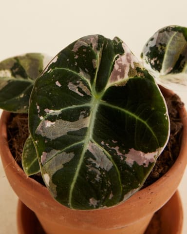 Baby Alocasia Rosa Elefantenohr Black Velvet Pink