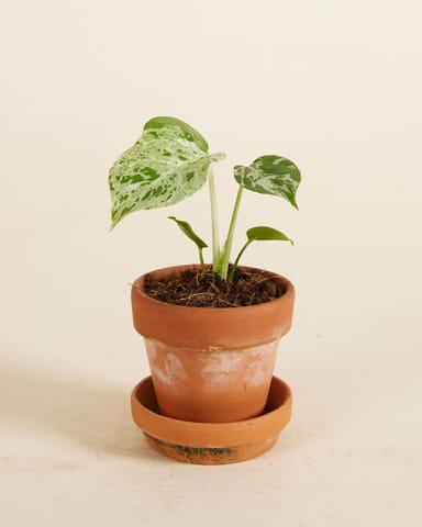 Baby Monstera Lochblatt-Pflanze Bulbasaur