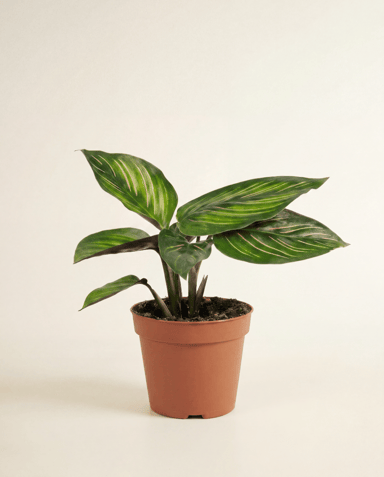 Baby Calathea Pfeilwurz Mieli