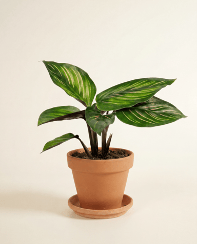 Baby Calathea Pfeilwurz Mieli
