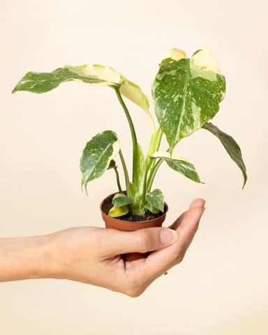 Baby Monstera Fensterblatt Thai Constellation NoID