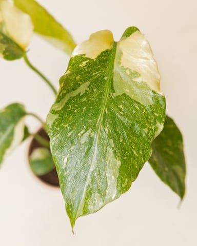 Baby Monstera Fensterblatt Thai Constellation NoID