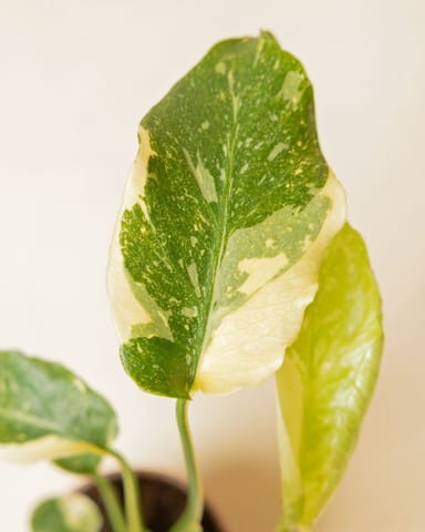 Baby Monstera Fensterblatt Thai Constellation NoID