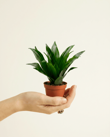 Baby Dracaena Drachenbäume Janet Craig