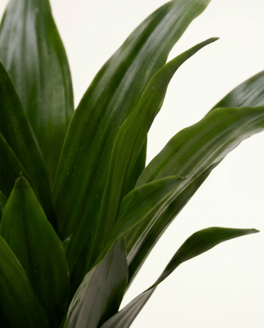 Baby Dracaena Drachenbäume Janet Craig