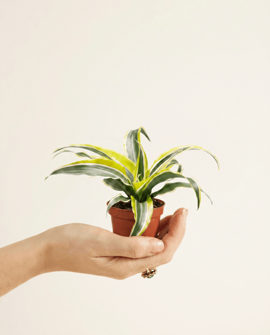 Baby Dracaena Drachenbäume Lemon Surprise