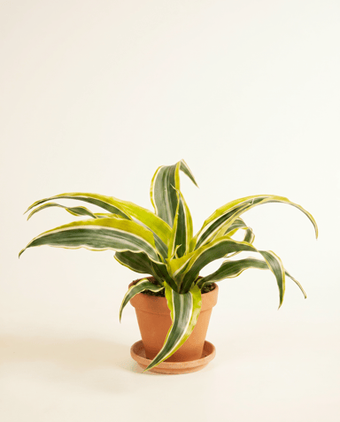 Baby Dracaena Drachenbäume Lemon Surprise
