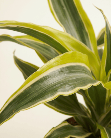 Baby Dracaena Drachenbäume Lemon Surprise