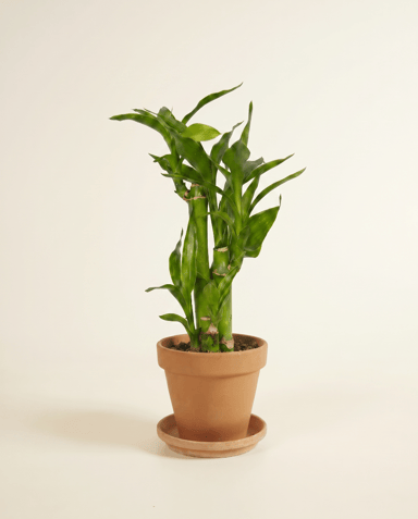 Baby Dracaena Drachenbäume Sanderiana