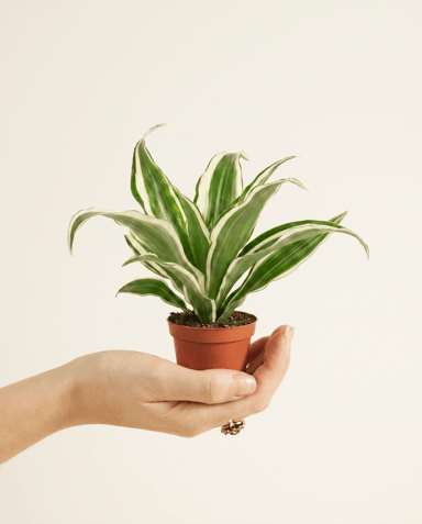 Baby Dracaena Drachenbäume White Jewel