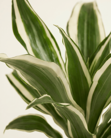 Baby Dracaena Drachenbäume White Jewel