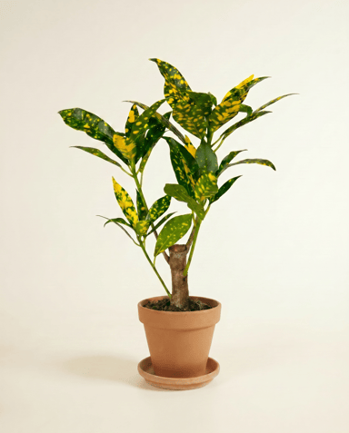 Baby Codiaeum Kroton Variegatum Aucubaefolia