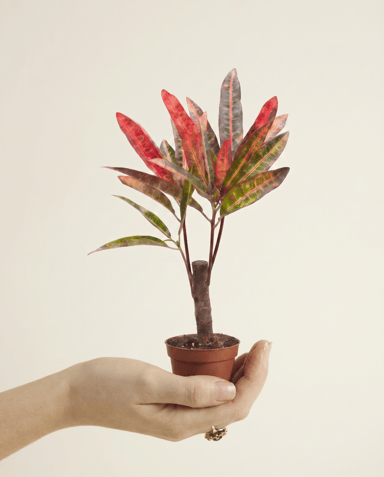Baby Codiaeum Kroton Variegatum Excellent