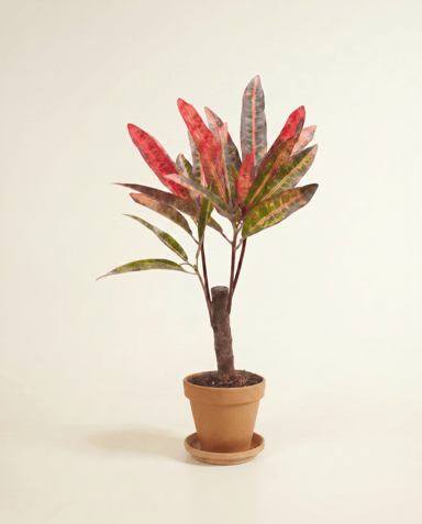 Baby Codiaeum Kroton Variegatum Excellent
