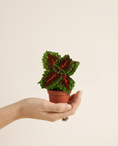 Baby Coleus Buntnessel Magnificent Mile