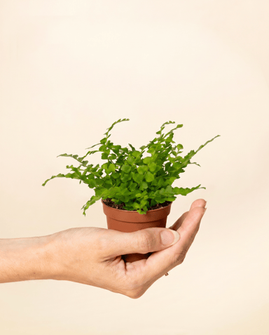 Baby Nephrolepis Schwertfarn Duffii