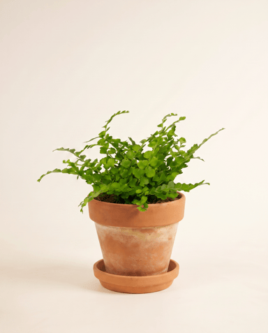 Baby Nephrolepis Schwertfarn Duffii