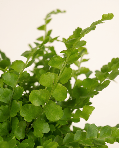 Baby Nephrolepis Schwertfarn Duffii