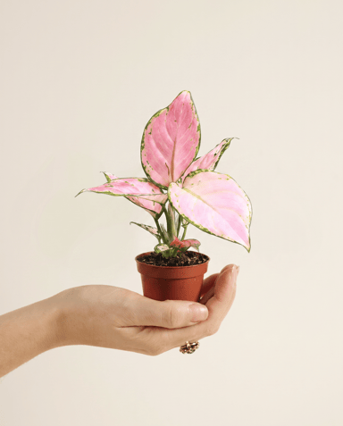 Baby Aglaonema Kolbenfaden Red Zirkon