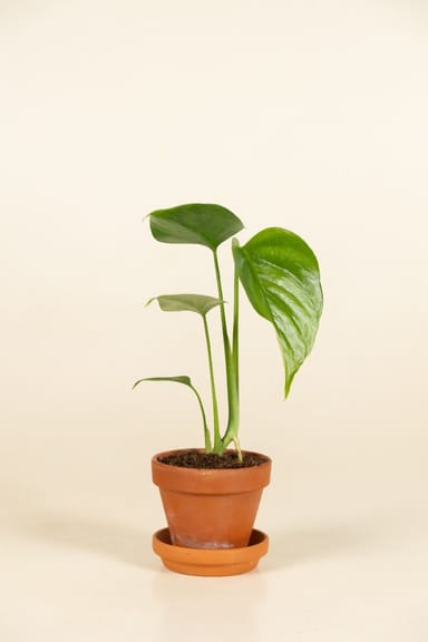 Baby Monstera Fensterblatt Sierrana