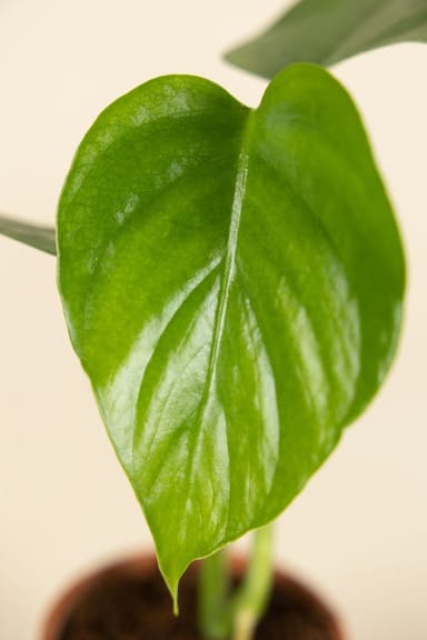 Baby Monstera Fensterblatt Sierrana