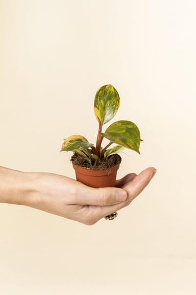 Baby Philodendron Baumfreund Red Congo Variegata