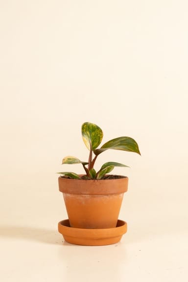 Baby Philodendron Baumfreund Red Congo Variegata