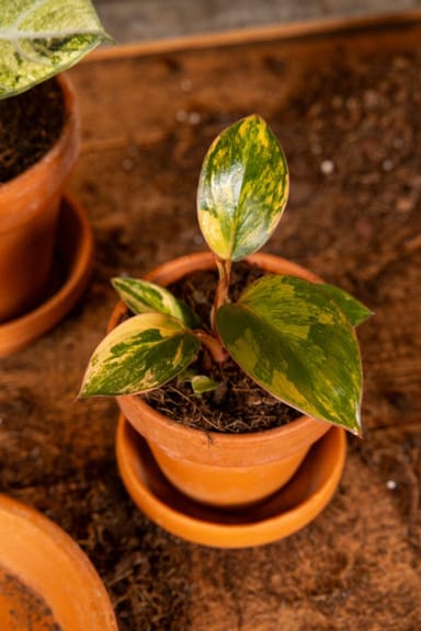 Baby Philodendron Baumfreund Red Congo Variegata