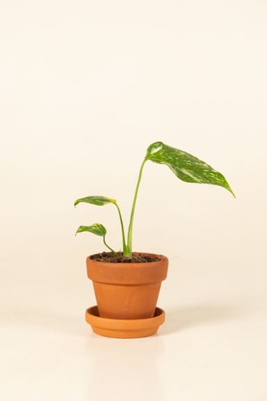 Baby Monstera Fensterblatt Deliciosa Electrolyte