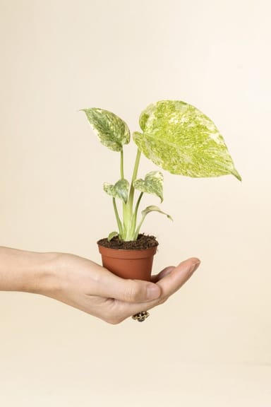 Baby Monstera Fensterblatt Deliciosa Green Snow