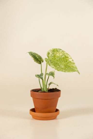 Baby Monstera Fensterblatt Deliciosa Green Snow