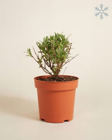 Buddleja Butterfly Candy Little White