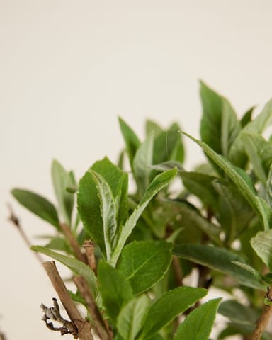 Buddleja Butterfly Candy Little White