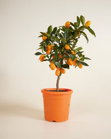 Citrus Kumquatbaum Kumquat