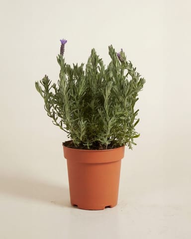 Lavandula Lavendel Stoechas Anouk