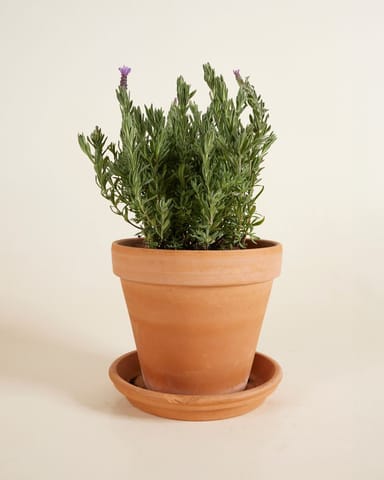 Lavandula Lavendel Stoechas Anouk