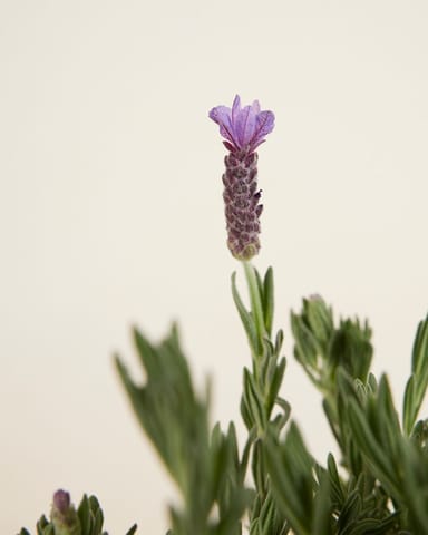 Lavandula Lavendel Stoechas Anouk