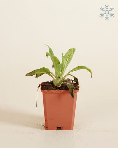 Digitalis Fingerhut Purpurea Dalmatian White