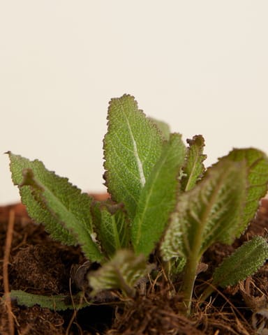 Salvia Salbei Nemorosa Sensation Deep Rose