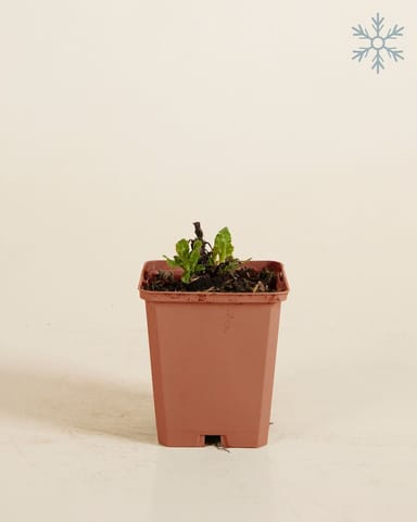 Salvia Salbei Nemorosa Sensation White