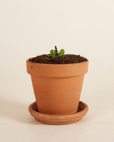 Salvia Salbei Nemorosa Sensation White