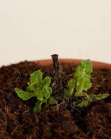 Salvia Salbei Nemorosa Sensation White