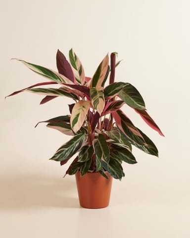 Calathea Pfeilwurze Triostar