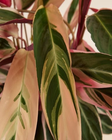 Calathea Pfeilwurze Triostar