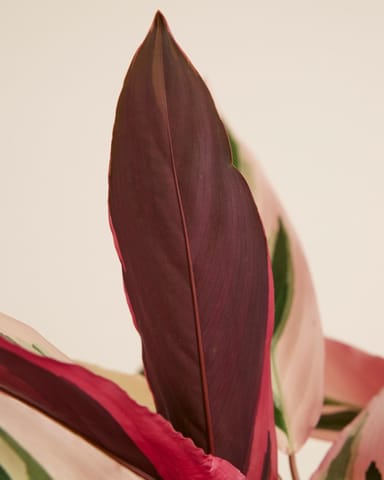 Calathea Pfeilwurze Triostar