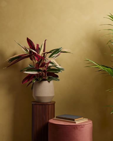 Calathea Pfeilwurze Triostar
