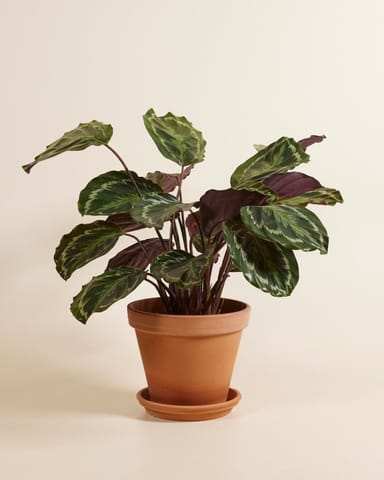 Calathea Pfeilwurze Medallion