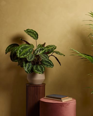 Calathea Pfeilwurze Medallion