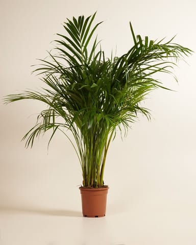 Dypsis Goldfruchtpalme Lutescens